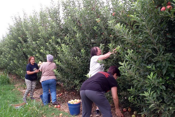 La Red de Solidaridad Popular de Fraga recolecta 700kg de manzana