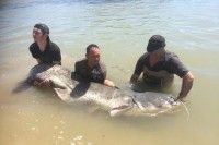 Un francés pesca un siluro de 2,64 metros en aguas del Segre en Mequinenza, el de mayor longitud capturado en España