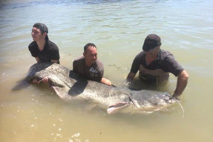 Un francés pesca un siluro de 2,64 metros en aguas del Segre en Mequinenza, el de mayor longitud capturado en España Un francés pesca un siluro de 2,64 metros en aguas del Segre en Mequinenza, el de mayor longitud capturado en España